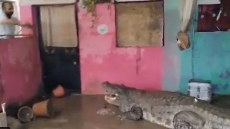 Gujarat Floods: Water Levels Rise, Crocodiles Enter Homes